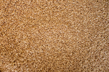 Close up of organic wheat grain for sale at Kemeralti market in Izmir in Turkey.