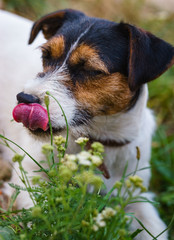 purebred jack russell terrier licking her nose, the scene on summer meadow