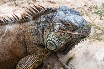 Male green iguana closeup series