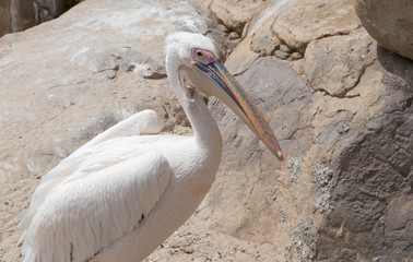 Great white pelican (Pelecanus onocrotalus) closeup. It breeds from southeastern Europe through Asia and Africa, in swamps and shallow lakes.