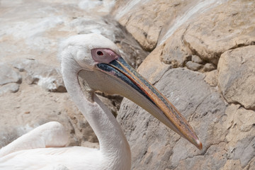 Great white pelican (Pelecanus onocrotalus) closeup. It breeds from southeastern Europe through Asia and Africa, in swamps and shallow lakes.