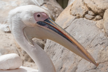 Great white pelican (Pelecanus onocrotalus) closeup. It breeds from southeastern Europe through Asia and Africa, in swamps and shallow lakes.