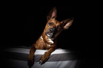 Obraz premium cute dog