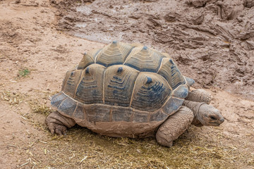 Aldabra giant tortoise (Aldabrachelys gigantea), from the islands of the Aldabra Atoll in the Seychelles. One of the largest tortoises in the world