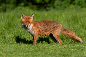 Red Fox (Vulpes vulpes) in summer meadow