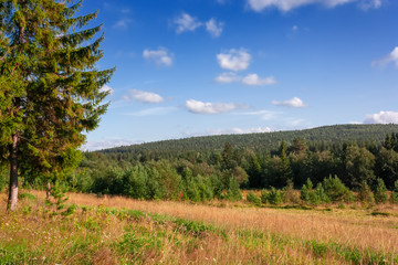 Fototapeta na wymiar Summer Landscape at the Edge of the Coniferous Forest