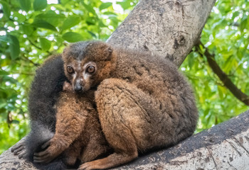 Red-fronted lemur (Eulemur rufifrons), also known as the red-fronted brown lemur