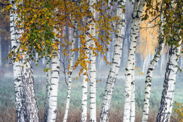 Row of birch trees with yellow leaves in the fog. Selective focus.