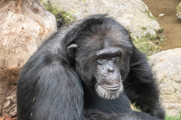 The chimpanzee (Pan troglodytes), a great ape native to the forests and savannahs of tropical Africa., and humans' closest living relatives.
