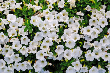 BACKGROUND FLOWERS OF BROUGHT WHITE AND LEAVES OF GREEN