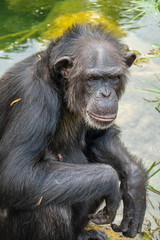 The chimpanzee (Pan troglodytes), a great ape native to the forests and savannahs of tropical Africa., and humans' closest living relatives.