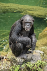 The chimpanzee (Pan troglodytes), a great ape native to the forests and savannahs of tropical Africa., and humans' closest living relatives.
