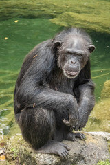 The chimpanzee (Pan troglodytes), a great ape native to the forests and savannahs of tropical Africa., and humans' closest living relatives.
