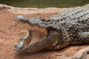 Nile crocodile (Crocodylus niloticus), the largest freshwater predator in Africa, found in in lakes, rivers, and marshlands.