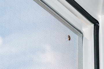 A fly trying to get through the mosquito net