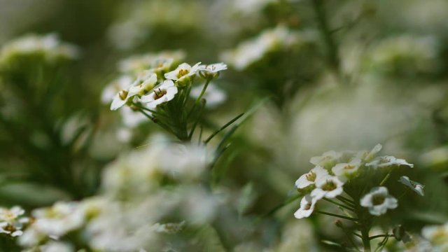 White alyssum: fragrant flower garden. Macro