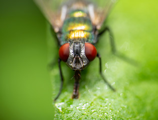 Closeup of a fly in the garden