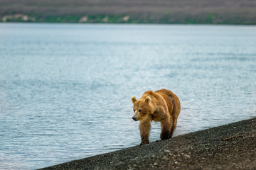 Ruling the landscape, brown bears of Kamchatka (Ursus arctos beringianus)