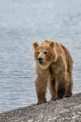 Obraz premium Ruling the landscape, brown bears of Kamchatka (Ursus arctos beringianus)