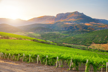 Rows of grapes at sunset time