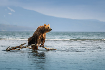 Ruling the landscape, brown bears of Kamchatka (Ursus arctos beringianus)