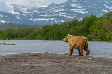 Ruling the landscape, brown bears of Kamchatka (Ursus arctos beringianus)