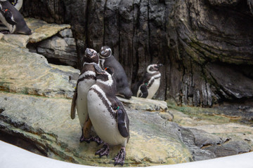 Naklejka premium Pinguin Paar