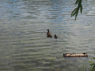On the surface of the reservoir floats adult wild duck with a small duckling.