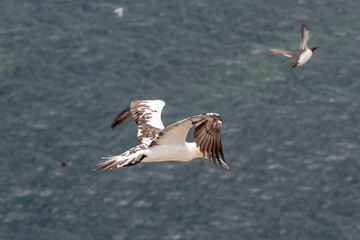 Young Gannet in Flight Over Bempton Cliffs East Yorkshire