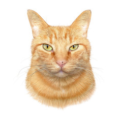 Portrait of a Cute cat with green eyes. Realistic hand painted illustration of the red cat isolated on a white background. Animal art collection: Pets. Design template. Good for print T shirt, pillow