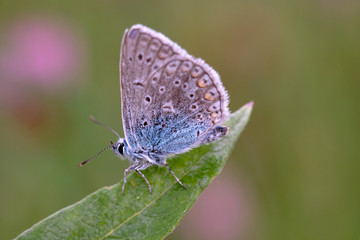 Butterfly on a spring meadow in the sunshine.