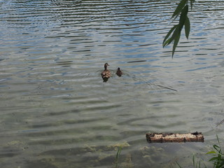 On the surface of the reservoir floats adult wild duck with a small duckling.