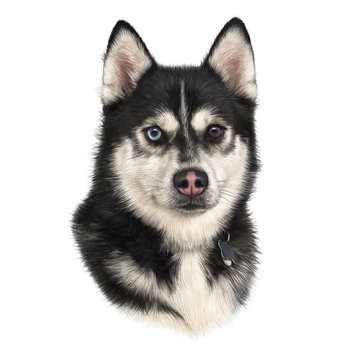 Black and white Siberian husky with multi-colored eyes isolated on white background. Hand drawn portrait of dog. Realistic illustration of husky dog. Animal art collection: Dogs. Design template. 