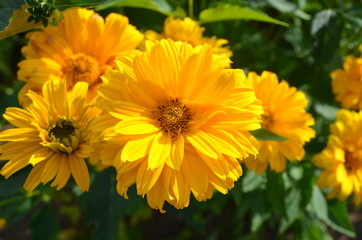 Summer in Nova Scotia: False Sunflowers (Heliopsis helianthoides) Flowers