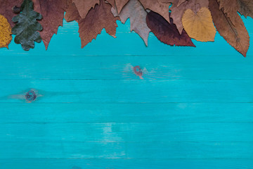 Top view of autumn dry leaves banner over wooden blue background with copy space.