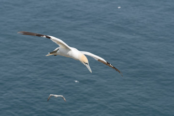 Gannet in Flight Over Bempton Cliffs East Yorkshire