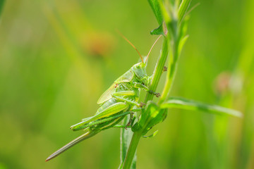 Ovipositor female Great Green Bush-cricket, Tettigonia viridissima