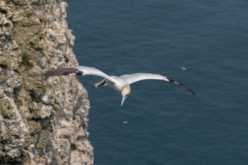 Gannet in Flight Over Bempton Cliffs East Yorkshire