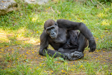 Gorilla sitting on the grass in the park. Summer day at the zoo. 