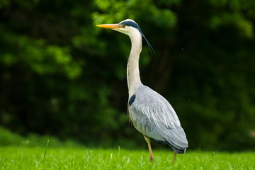 Great blue heron walks in a forest