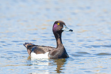 male Tufted duck, Aythya fuligula