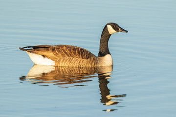 Obraz premium Canadian goose Branta canadensis on water