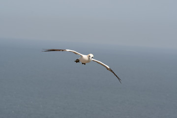 Gannet in Flight Over Bempton Cliffs East Yorkshire