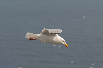 Fototapeta na wymiar Kittiwake in Flight at Bempton Cliffs