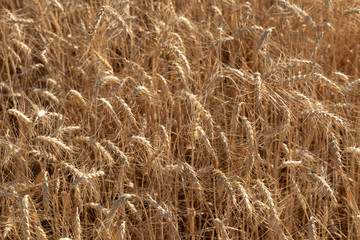 Wheat field closeup