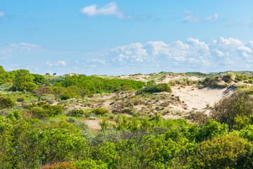 Landscape with dunes national park Meijendel during sunset