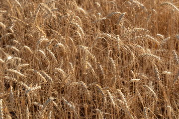 Wheat field closeup