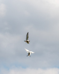 Pair of Common Terns Fighting in Mid Air