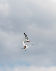 Pair of Common Terns Fighting in Mid Air