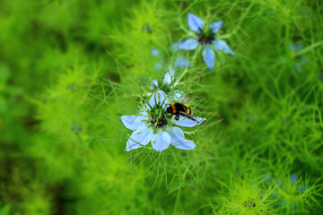 The flowers and the sun 0412